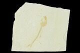 Jurassic Fossil Fish (Orthogoniklethrus) - Solnhofen Limestone #139374-1